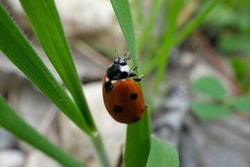 close-up ladybug, ladybug on leaves, selective focus