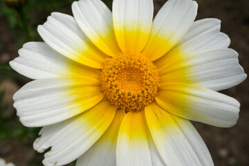 Fototapeta premium Close-up of a daisy. Detailed shot of the daisy. Close-up of a yellow and white daisy, filling the entire frame. Selective focus.