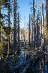 Harsh impassable swamp concept: Tyresta national park in Sweden landscape 