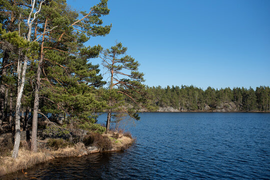 Swedish sunny scandinavian typical nature concept: Tyresta national park landscapes