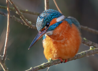 Eisvogel hält Ausschau nach Beute