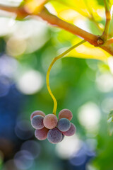 Close up of a cluster of grapes on a vine.