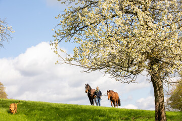 Frau spaziert mit Pferden und Hund unter Kirschblüten