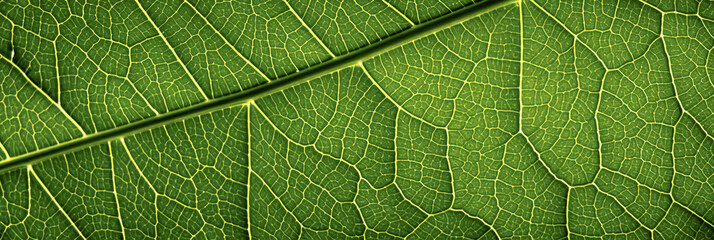 Naklejka na ściany i meble Close up leaf. Macro nature. a green leaf has a lot of veins 