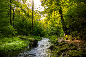 Fototapeta Strumień leśny - Dolina Racławki obraz