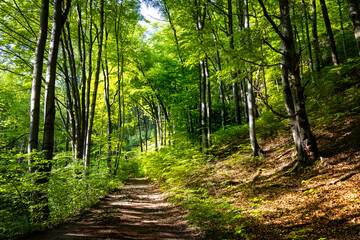 Obraz premium Droga leśna