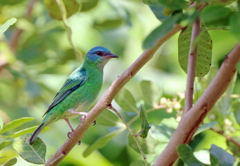 Female of Blue Dacnis (Dacnis cayana) isolated, in the middle of the vegetation