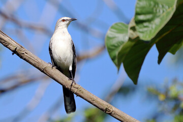 Tropical Mockingbird (Mimus givus), isolated, perched on a branch over blue sky