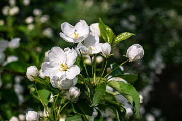 white, pink apple blossoms, apple blossoms, apple blossoms, single flowers, blossoming branches