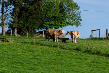 Vacas en granja junto a abrevadero