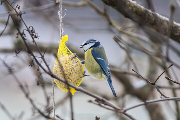 Blue tit eating from a seed ball in winter.