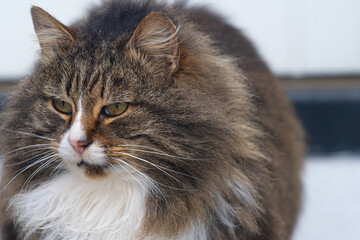 A norwegian forest cat waiting for its owner.