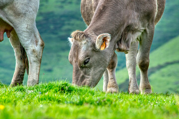 Vacas pastando en el Pirineo - obrazy, fototapety, plakaty