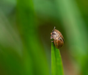 Gold-striped tortoise beetle