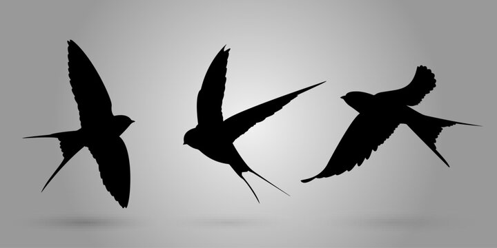 Set of Swallow Silhouettes - Vector Illustration
