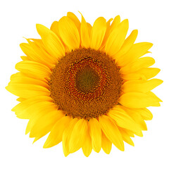 Fototapeta premium sunflower, isolated on white background, full depth of field