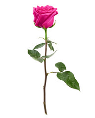 Rose isolated on white background, full depth of field