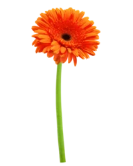 Foto op Canvas Gerbera, daisy flower, isolated on white background, full depth of field © grey