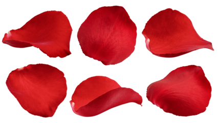 Rose isolated on white background, full depth of field