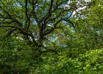 Schwanheimer Dune nature reserve in Frankfurt, Hesse, Germany