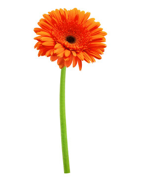 Gerbera, daisy flower, isolated on white background, full depth of field