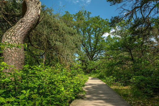 Schwanheimer Dune nature reserve in Frankfurt, Hesse, Germany