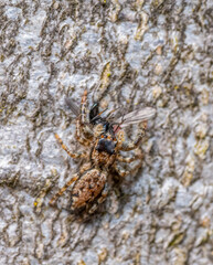 Jumping spider with prey