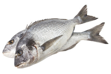 dorado fish, isolated on white background