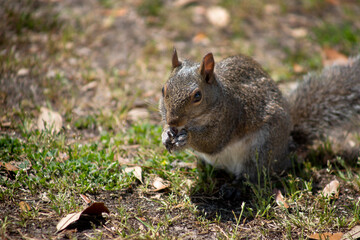 close up of squirrel foraging for picnic leftovers at the park,  Huntington State Park, Myrtle Beach, South Carolina