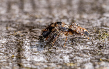 Jumping spider with prey