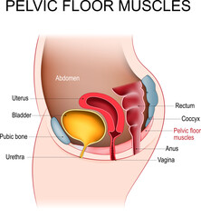 Pelvic floor muscles. Female Pelvic diaphragm