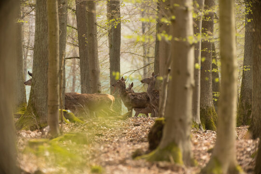 Rotwildherde im Wald