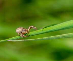 Common crab spider