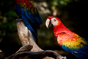 Scarlet macaw a colorful parrot in the tropics.