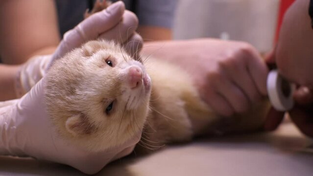 A sick, beautiful white ferret is held while a veterinarian fixes an intravenous catheter on the pet's paw. A sick ferret was brought to a veterinary clinic for treatment. Ferret treatment concept.