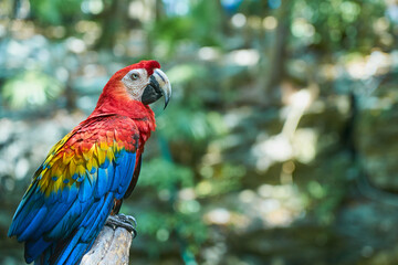 Scarlet macaw a colorful parrot in the tropics.