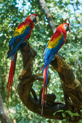 Scarlet macaw a pare of a colorful parrots in the tropics.