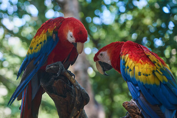 Scarlet macaw a pare of a colorful parrots in the tropics.