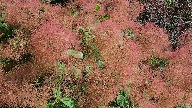 Cotinus coggygria, syn. Rhus cotinus, the European smoketree, Eurasian smoketree, smoke tree, smoke bush, Venetian sumach, or dyer's sumach, flowering plant family Anacardiaceae. Slow motion