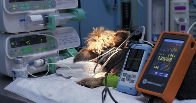 The dog lies on the operating table in surgery, surrounded by monitors monitoring vital signs. A veterinary anesthetist monitors a dog's heart rate and oxygen during surgery.