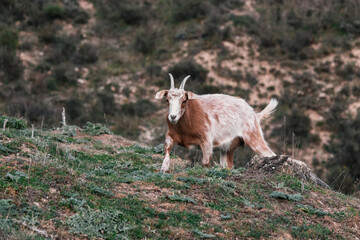 Naklejka na ściany i meble Goat in the field - Animal welfare concept