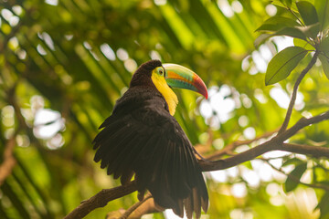 Keel Billed Toucan, from Central America.