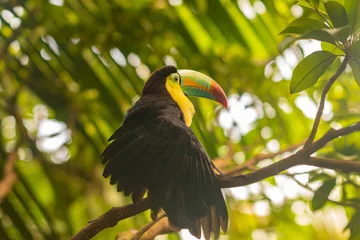 Foto op Plexiglas Keel Billed Toucan, from Central America. © emotionpicture