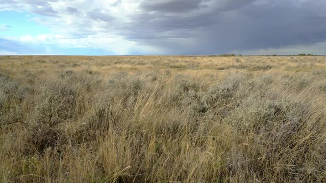 Prairie winds thrash grasses and sage as storm clouds scud by