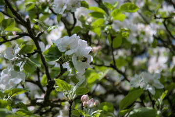 Apfelbl&uuml;te mit Biene