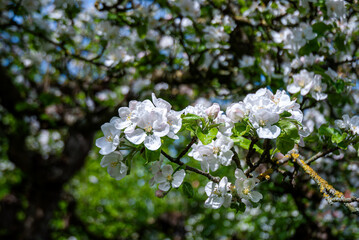 Apfelblüten mit Biene
