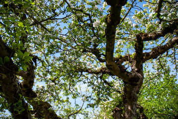 Alter Apfelbaum