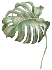 Monstera plant leaf illustration painted in watercolor isolated on white background for design