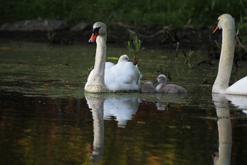 Obraz premium Female Mute Swan (Cygnus olor) with One Cygnets riding on Back and Two Cygnets Swimming