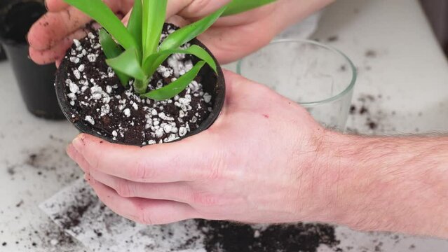 transplantation of houseplants. in the pot pour earth mixed with perlite. 